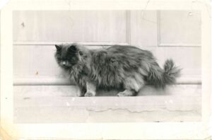 Black and white photograph of a very fluffy Persian cat.