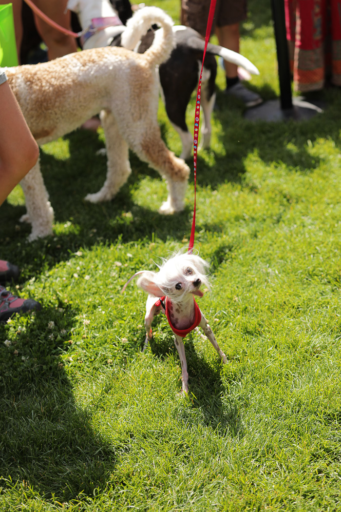 Small Chinese-crested dog on red leash and wearing a red sweater outdoors on green grass.