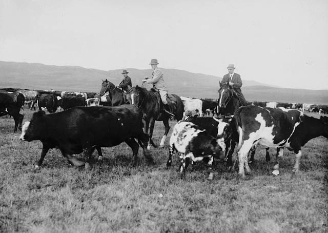 Three men on horses rounding up a herd of cows. Black and white.